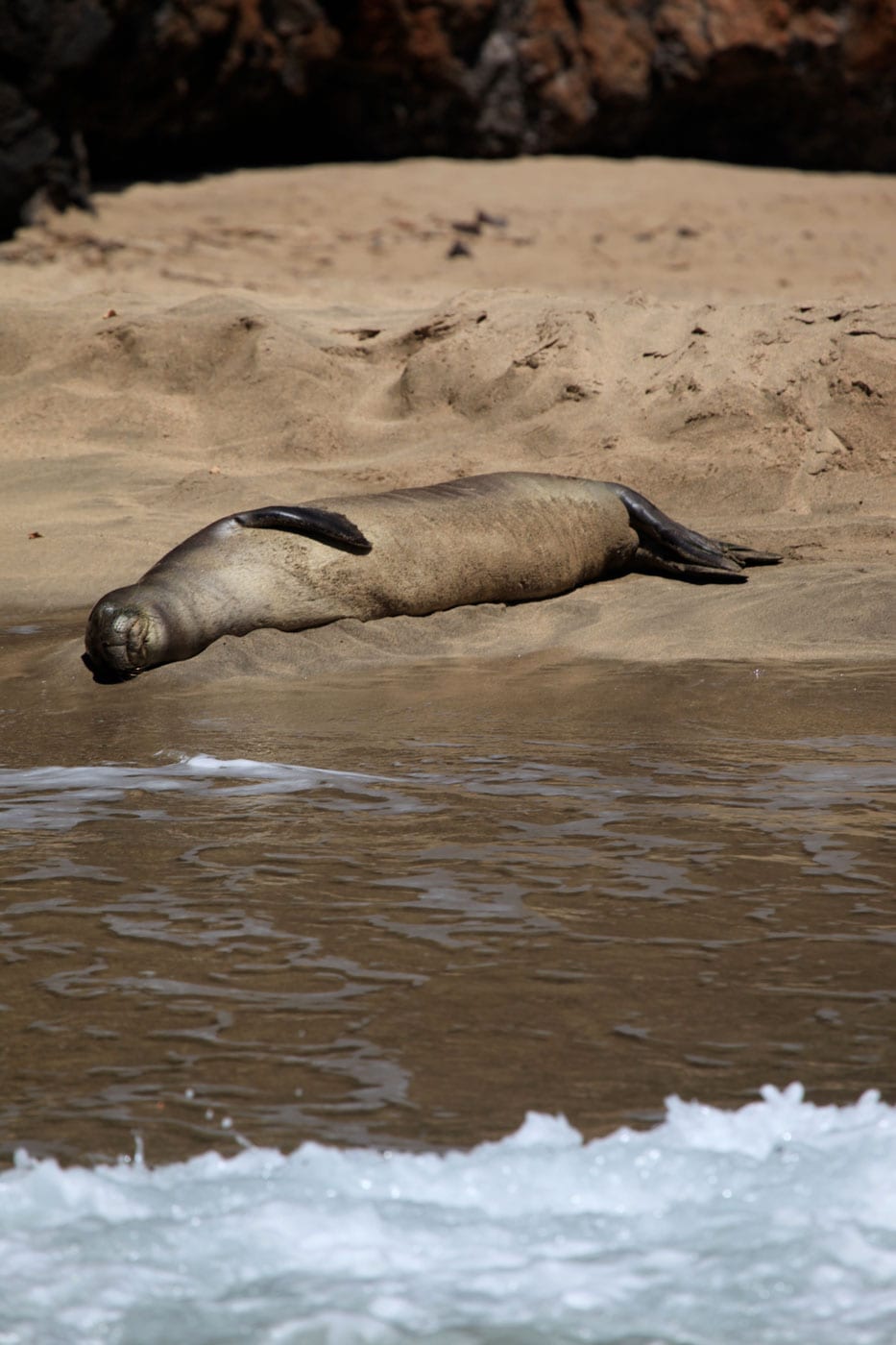 a seal on a rock next to a body of water