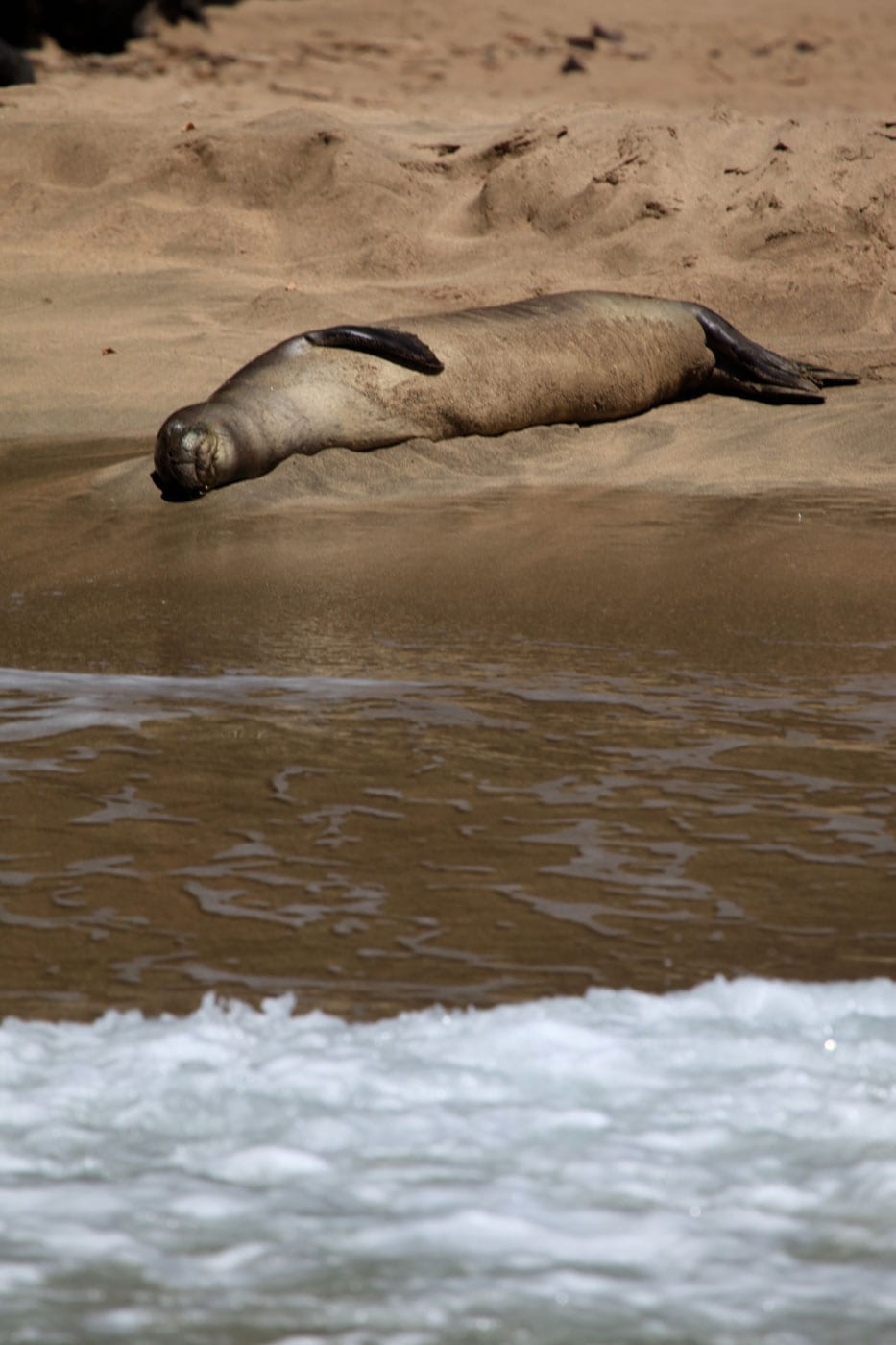 a seal located in a body of water