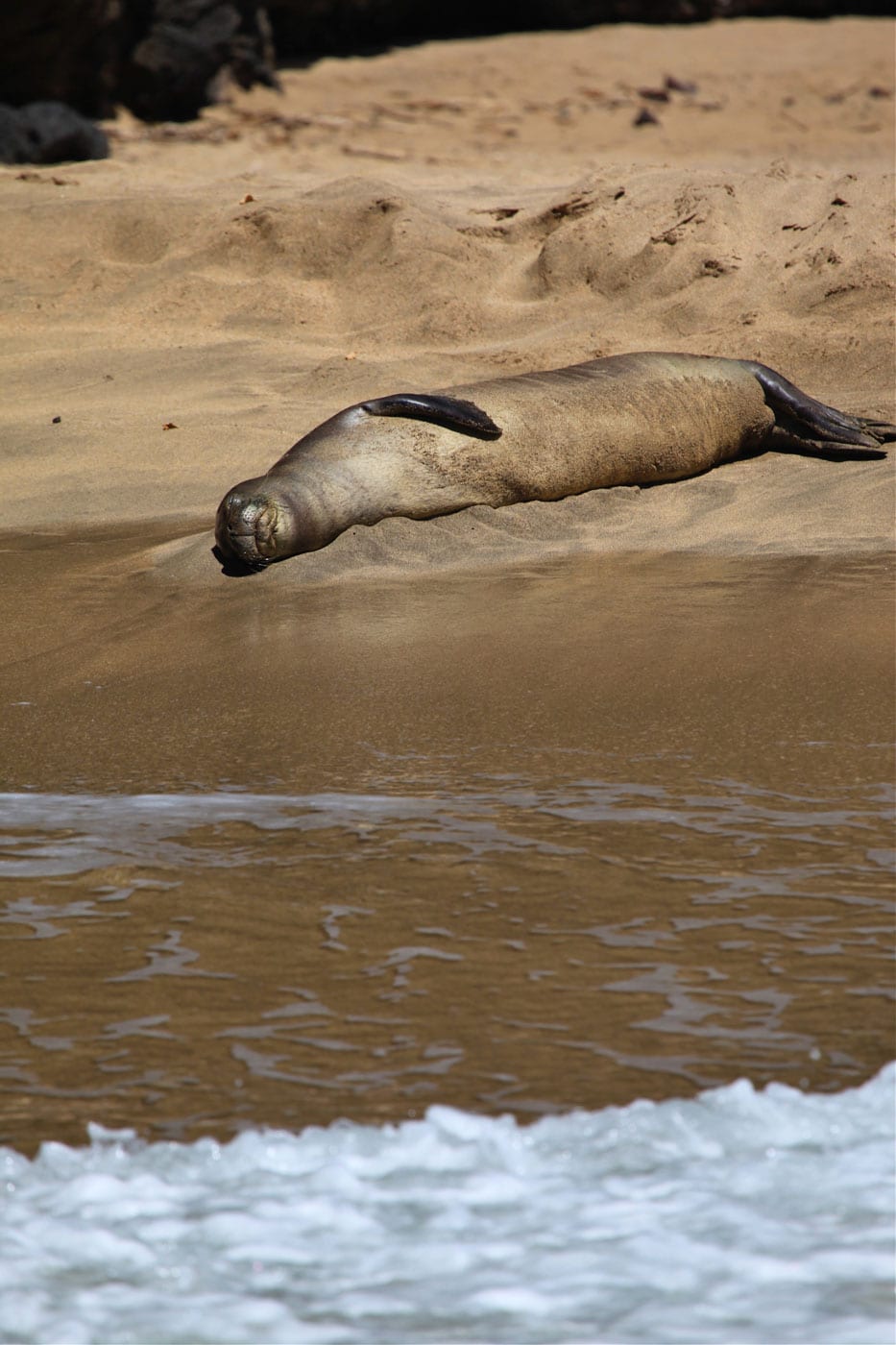 a seal swimming in a body of water