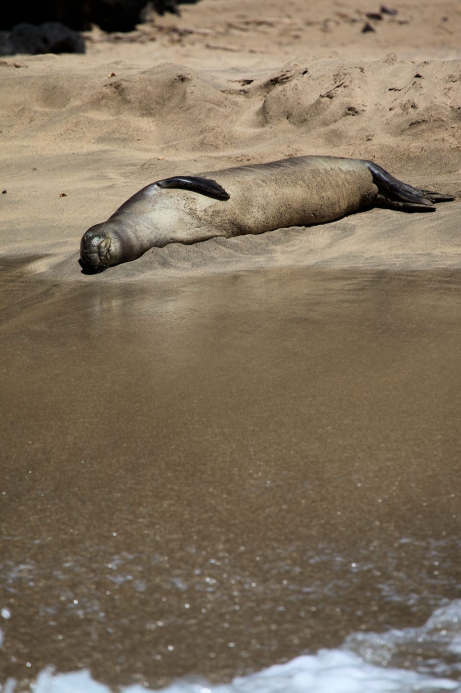 a seal located in a body of water