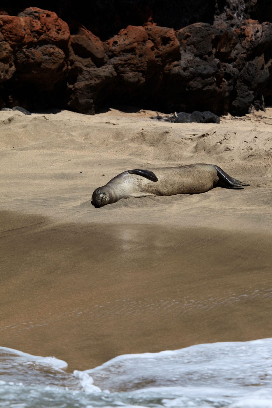 a seal on a rock near the ocean