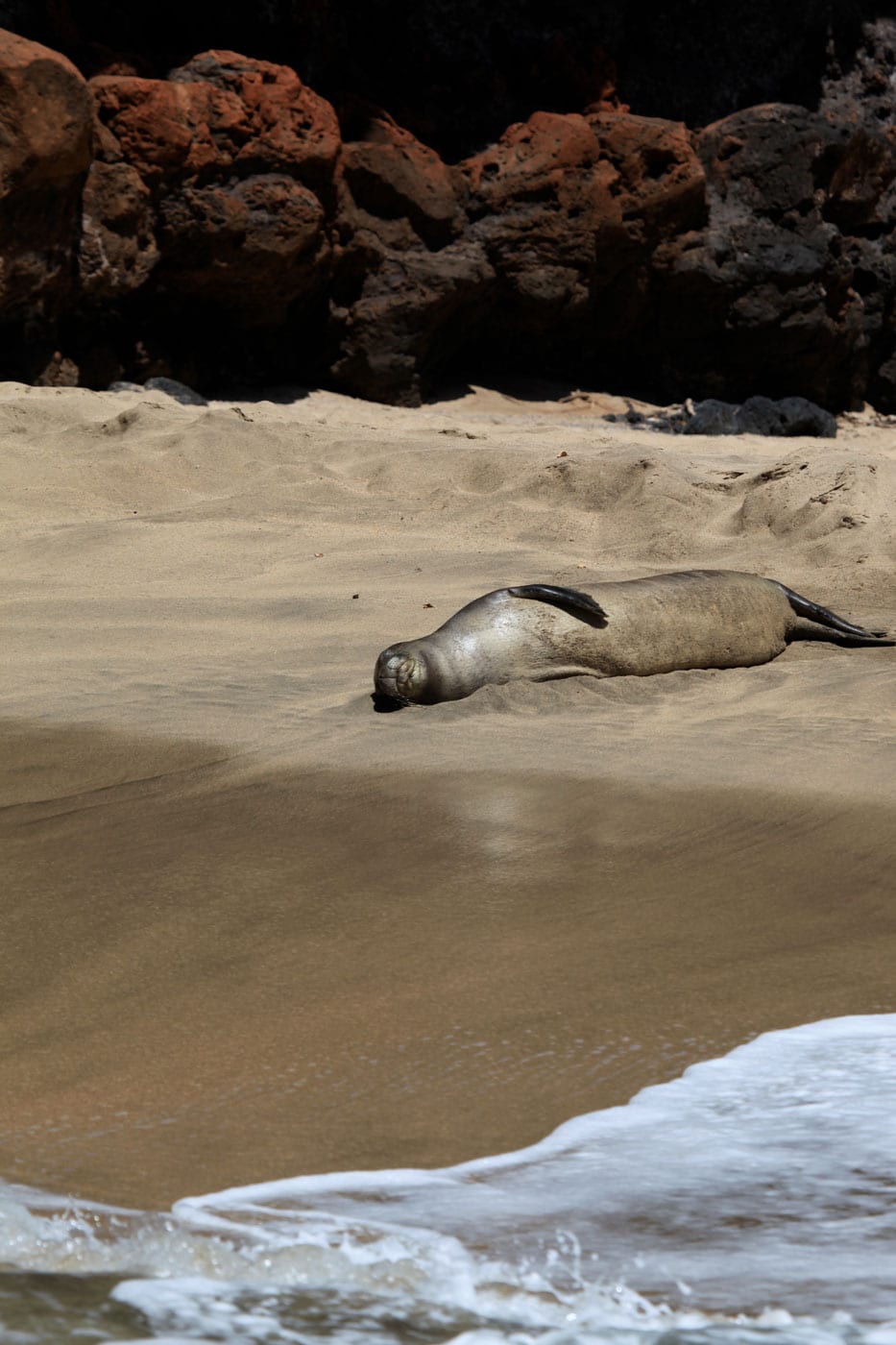 a seal on a rock near the ocean