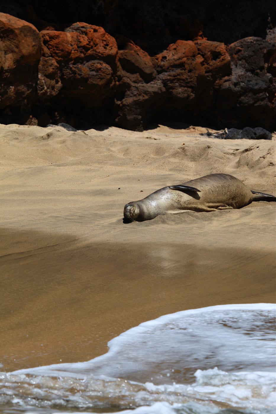 a seal on a rock