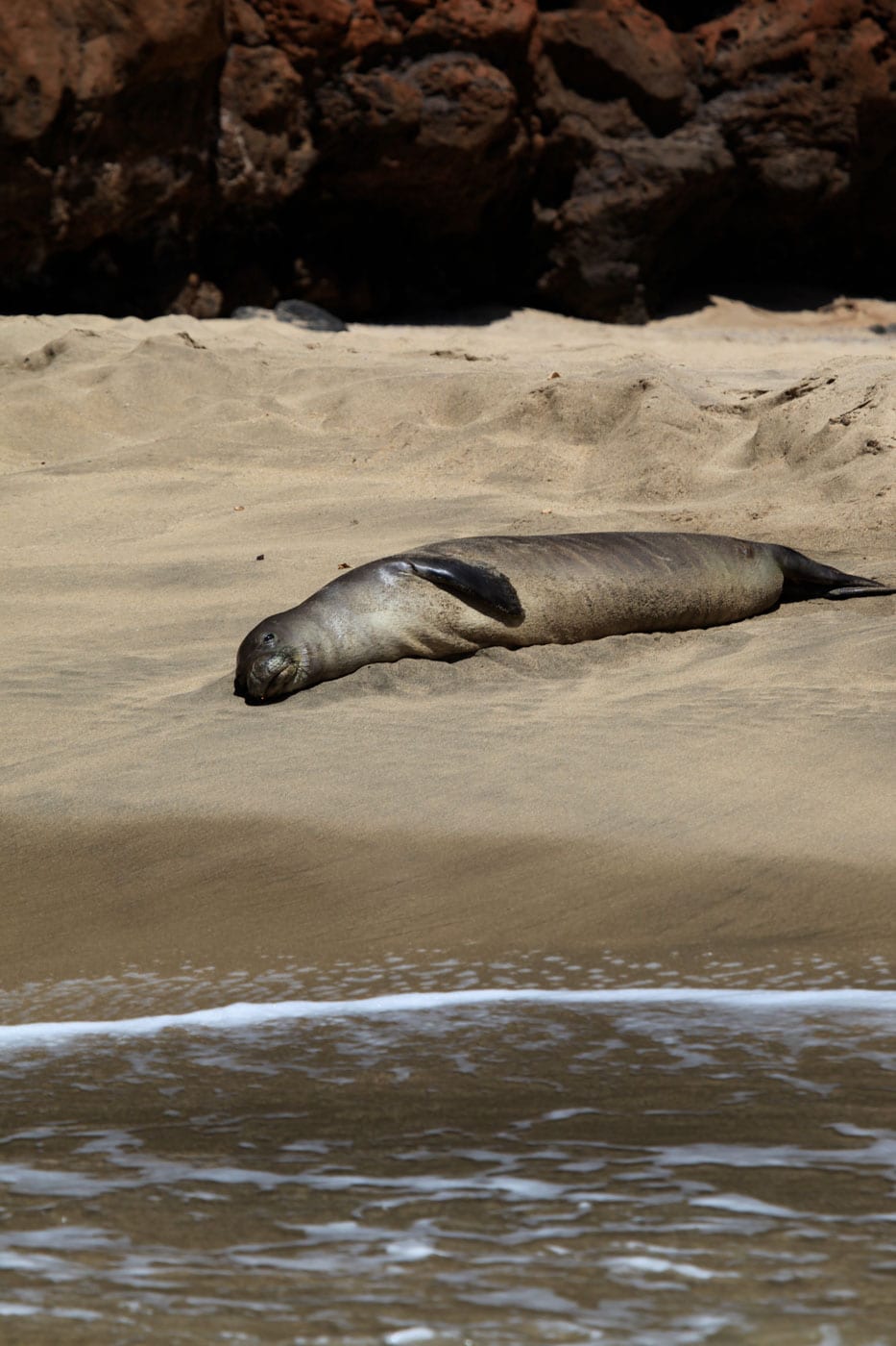 a seal on a rock next to a body of water