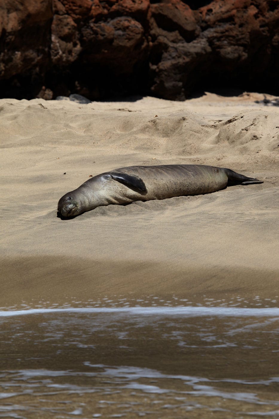 a seal on a rock next to a body of water