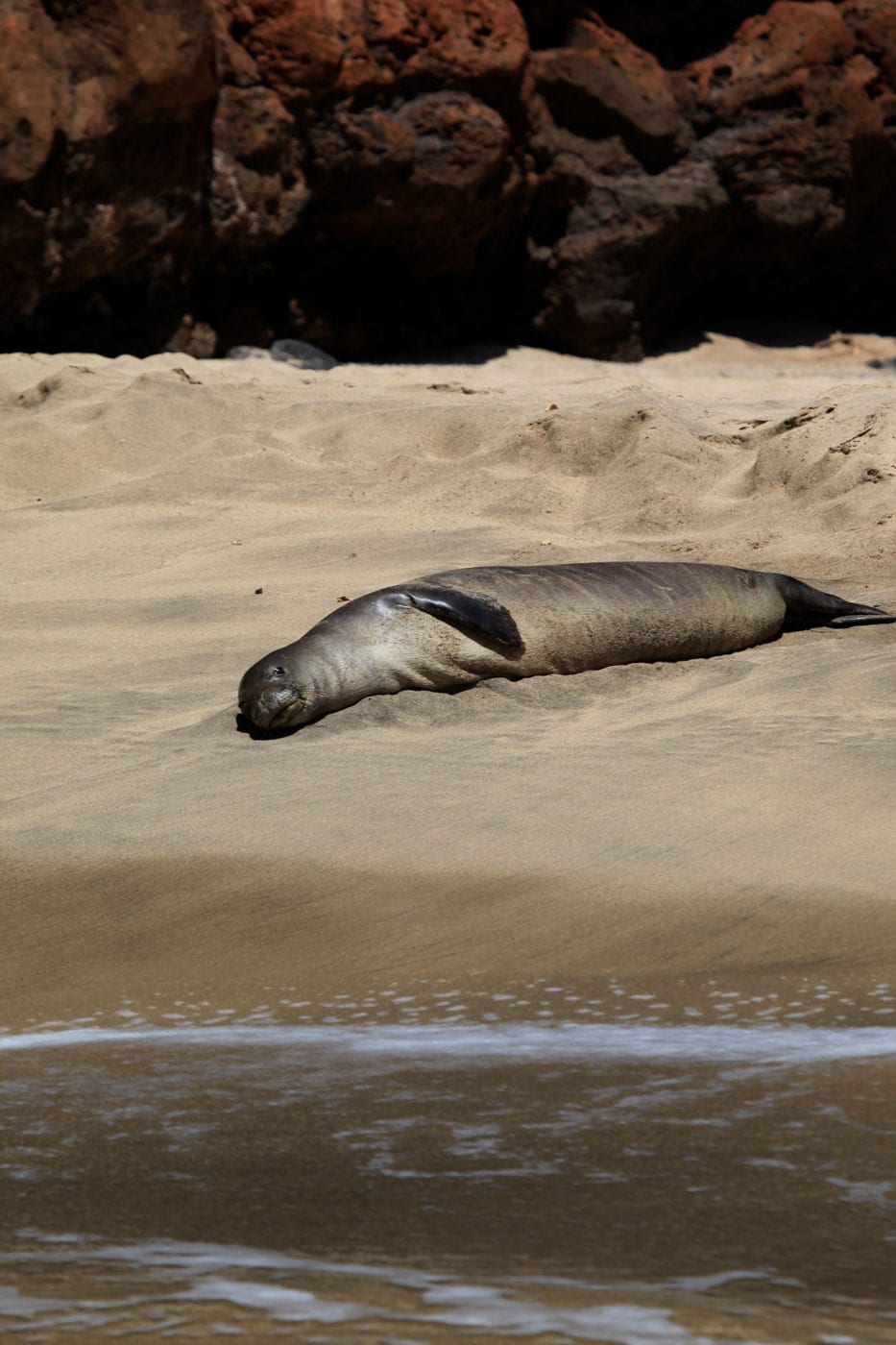 a seal on a rock next to a body of water