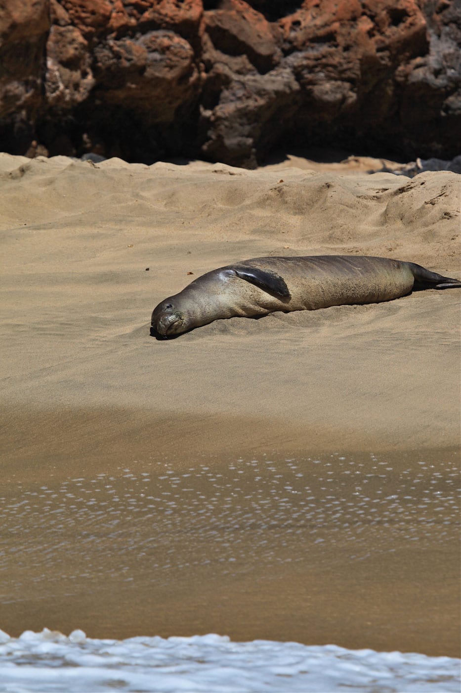 a seal on a rock next to a body of water