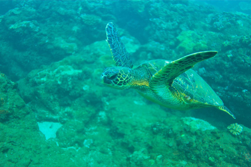 a turtle swimming under water