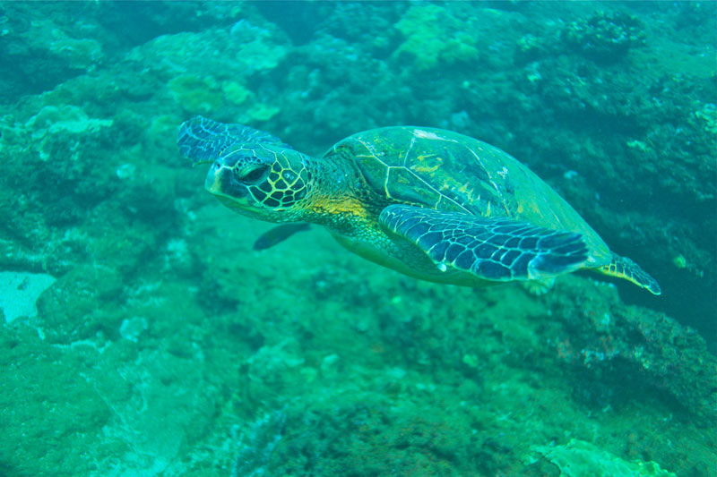 a turtle swimming under water