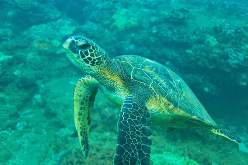 a turtle swimming under water