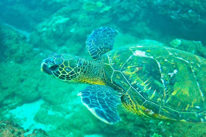 a turtle swimming under water