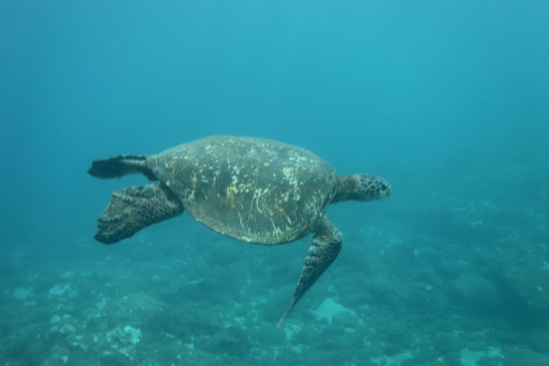 a turtle swimming under water