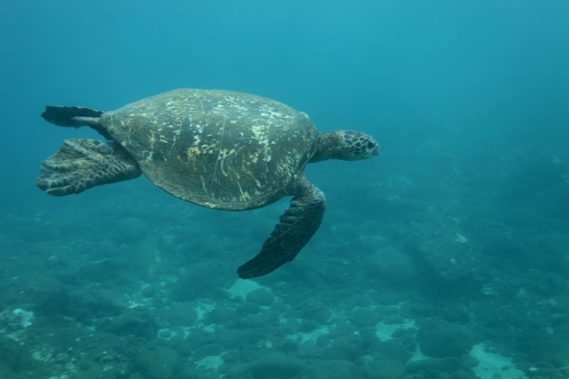 a turtle swimming under water