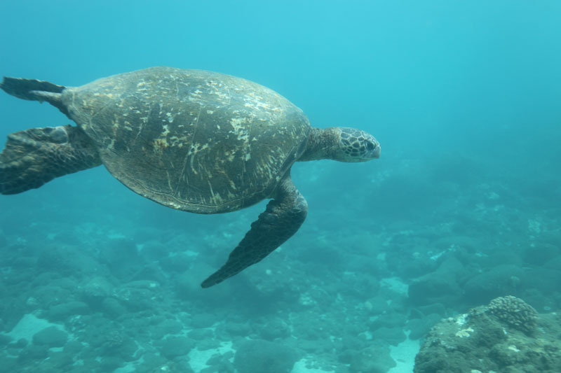 a turtle swimming under water