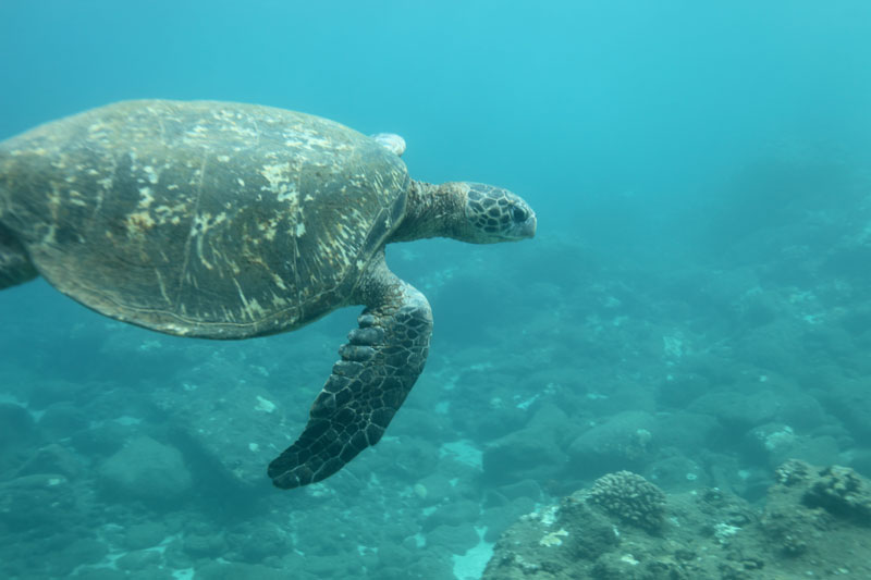 a turtle swimming under water