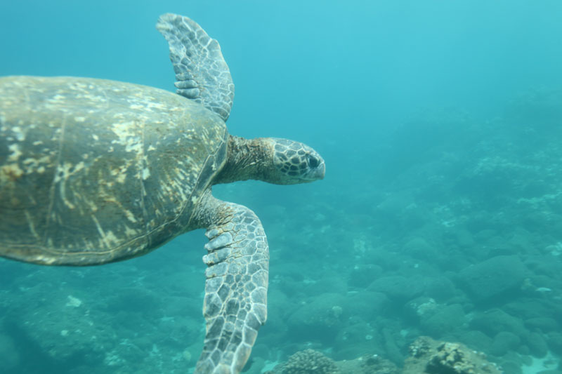 a turtle swimming under water