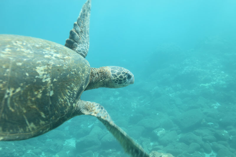 a turtle swimming under water