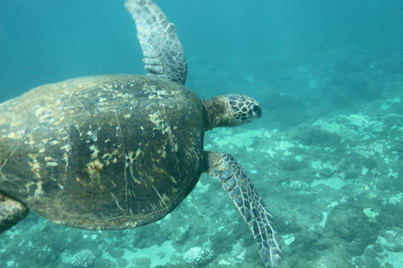 a turtle swimming under water