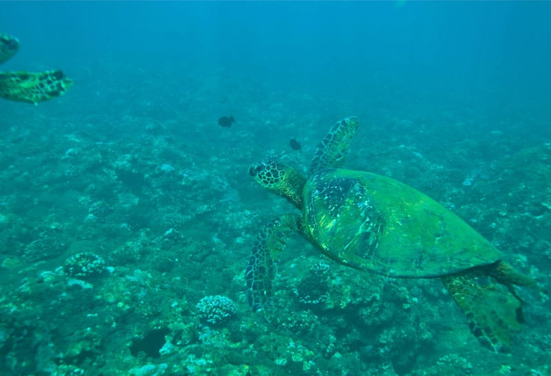 a turtle swimming under water