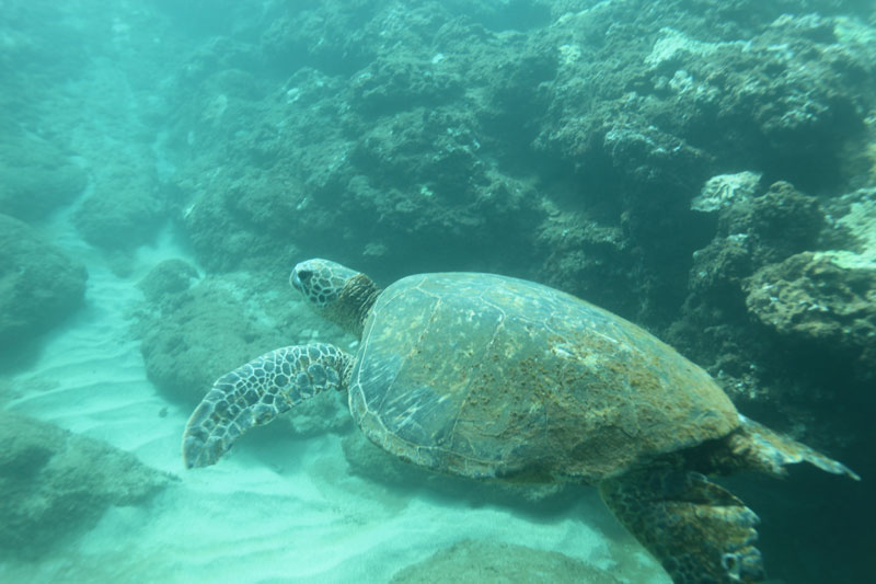 a turtle swimming under water