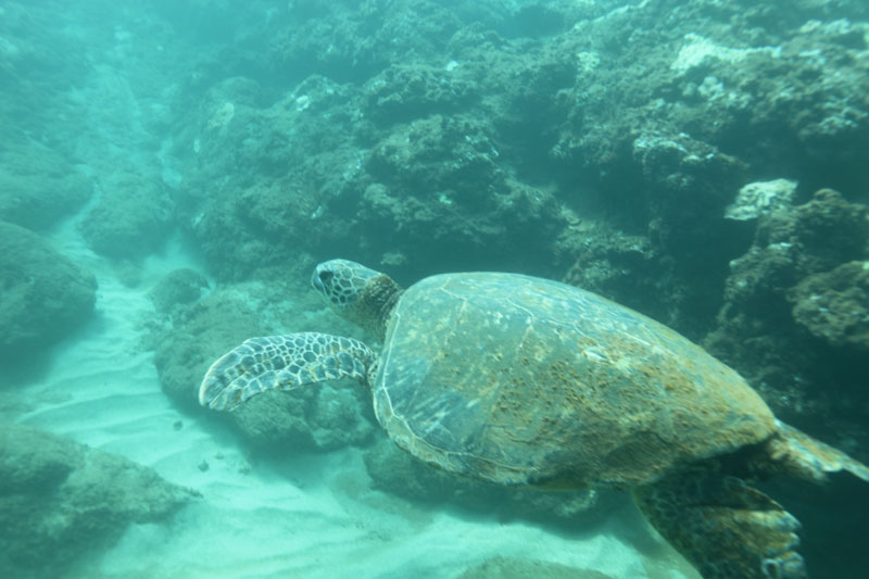 a turtle swimming under water