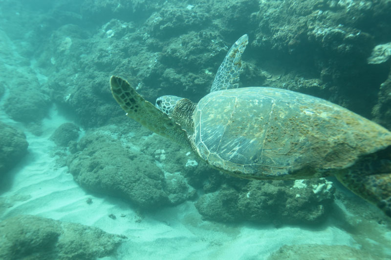 a turtle swimming under water