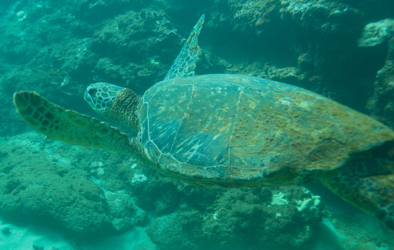 a turtle swimming under water