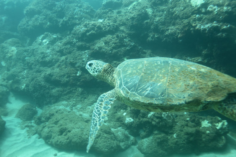 a turtle swimming under water