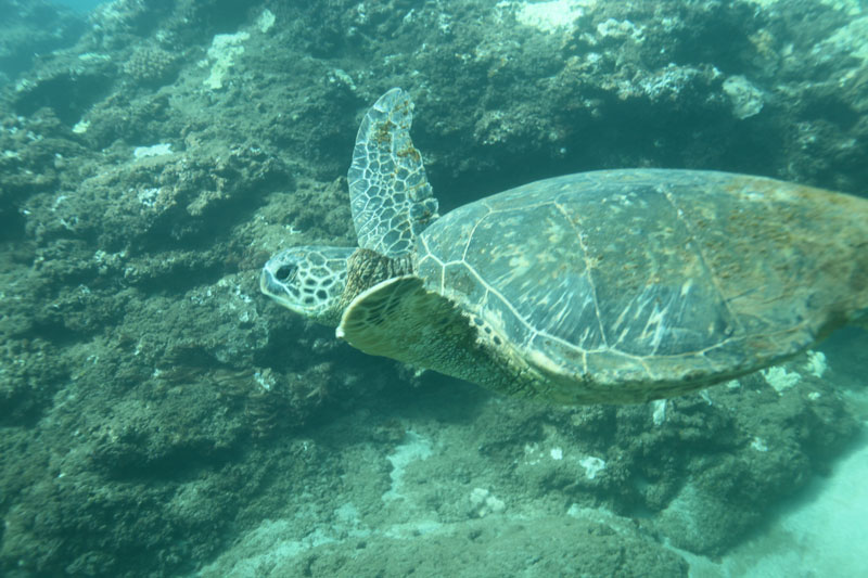 a turtle swimming under water