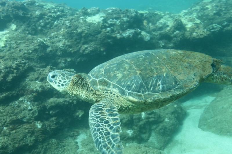 a turtle swimming under water