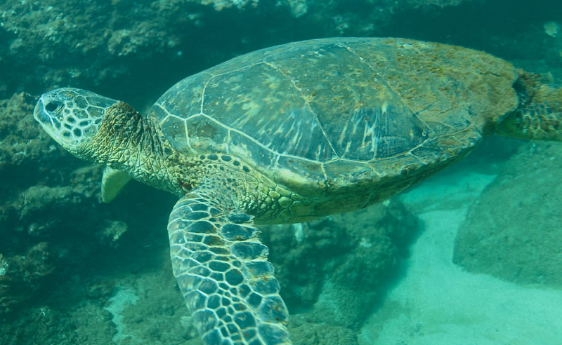 a turtle swimming under water