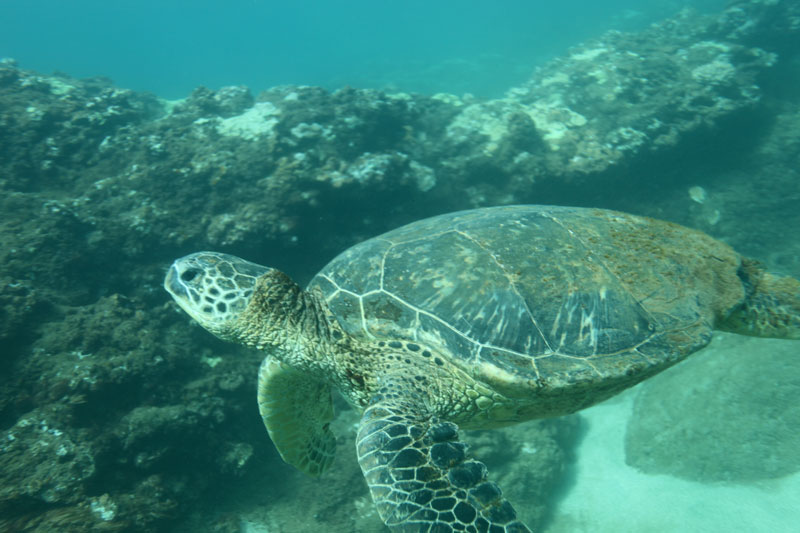 a turtle swimming under water