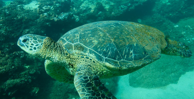 a turtle swimming under water