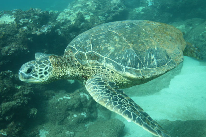 a turtle swimming under water