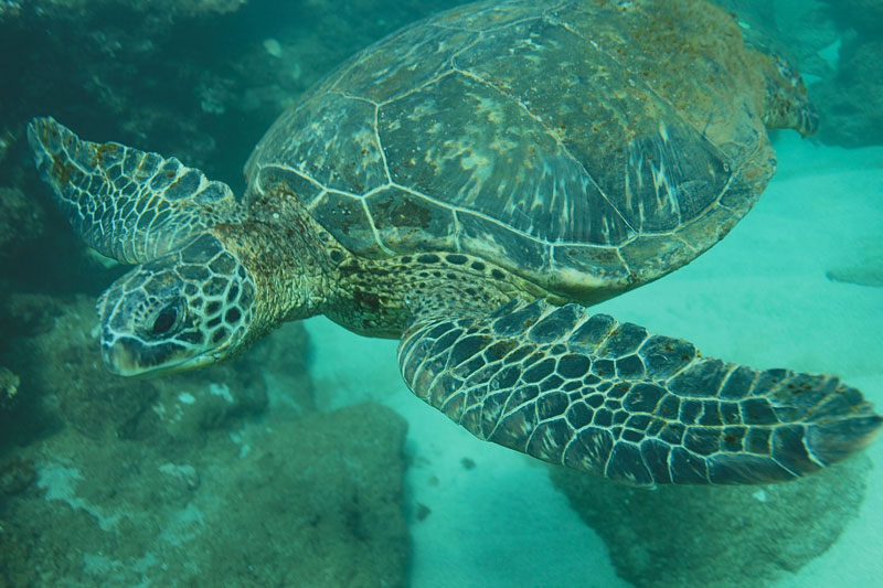 a turtle swimming under water