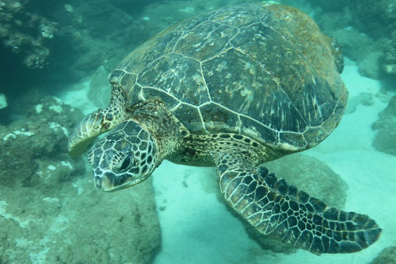 a turtle swimming under water