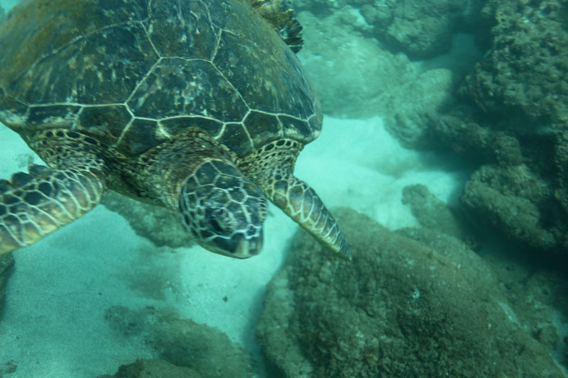 a turtle swimming under water