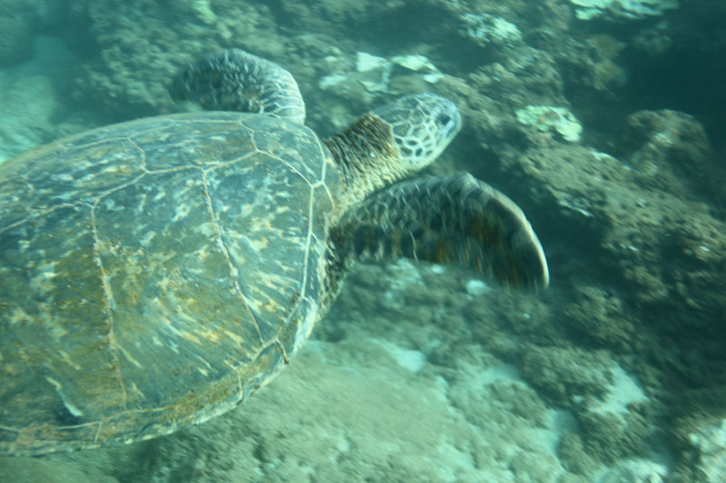 a turtle swimming under water