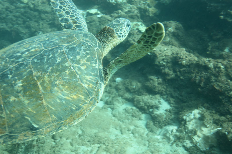 a turtle swimming under water