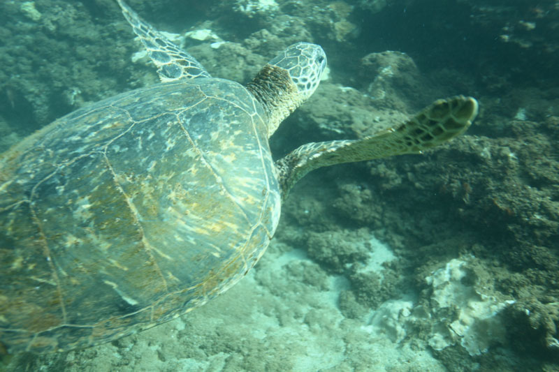 a turtle swimming under water