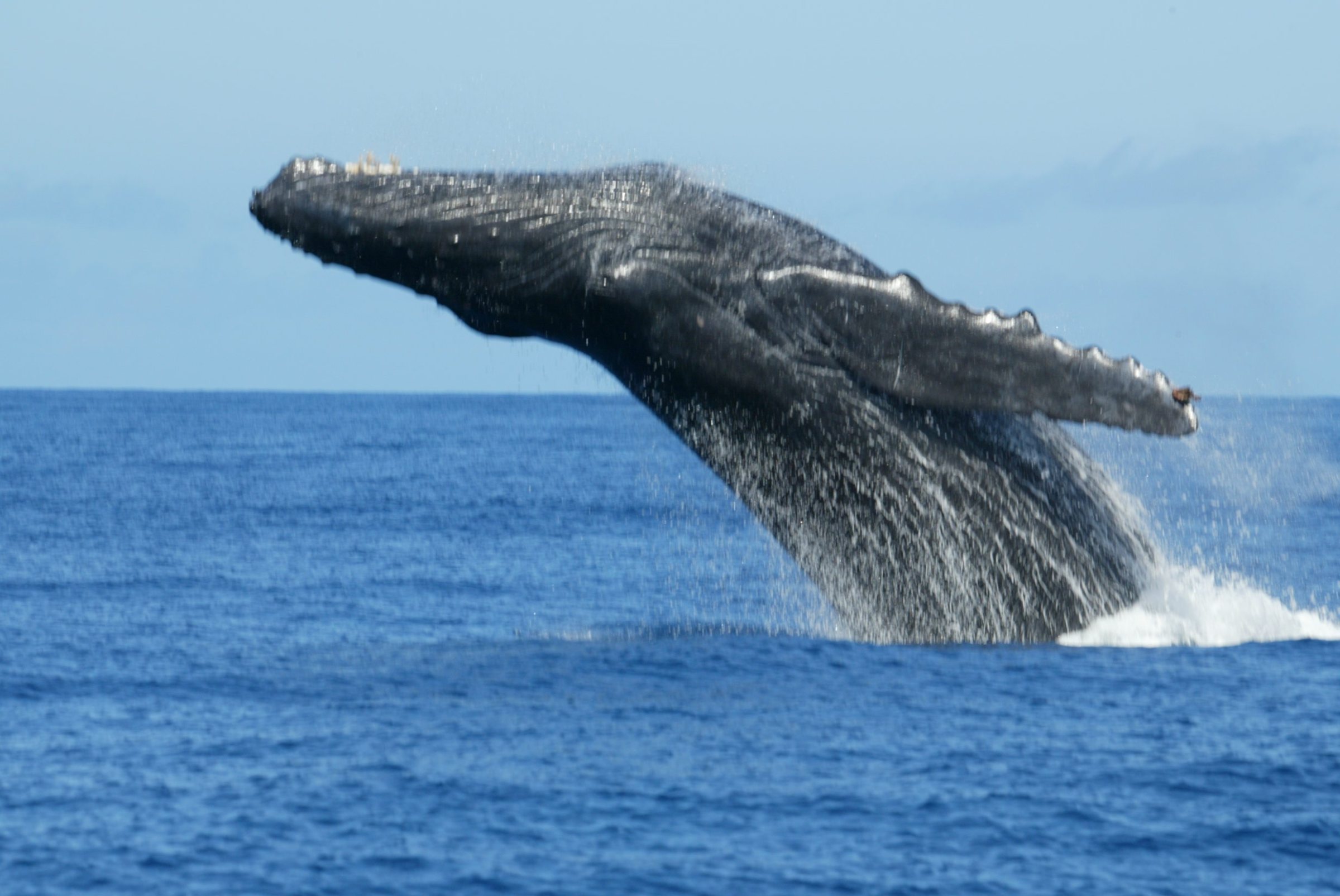 a whale jumping out of the water