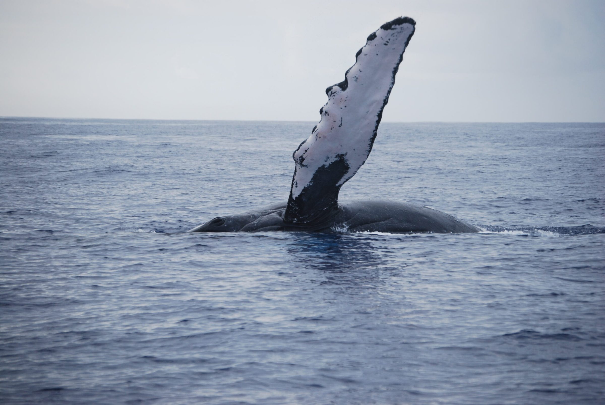 a whale jumping out of the water