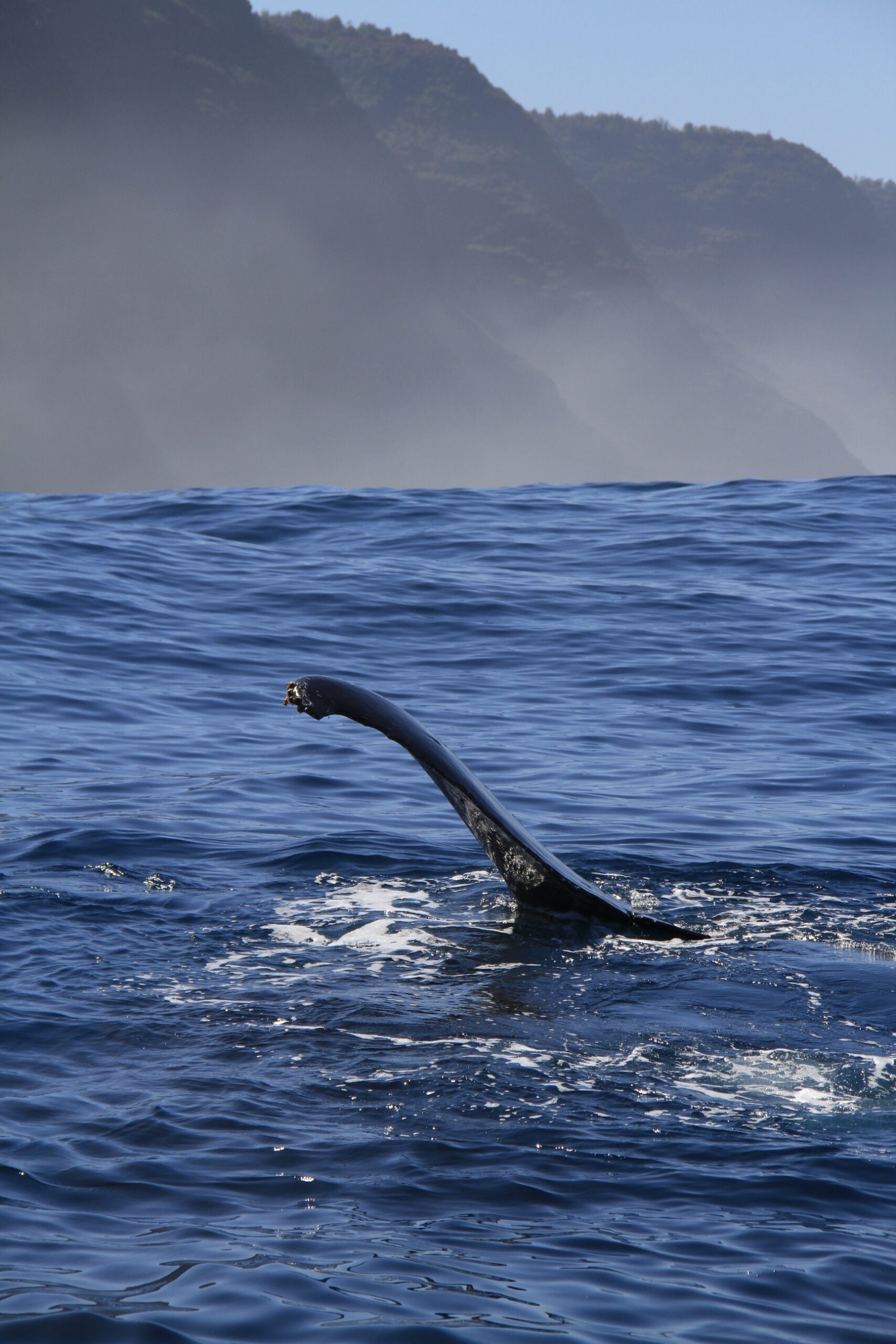 a whale jumping out of the water