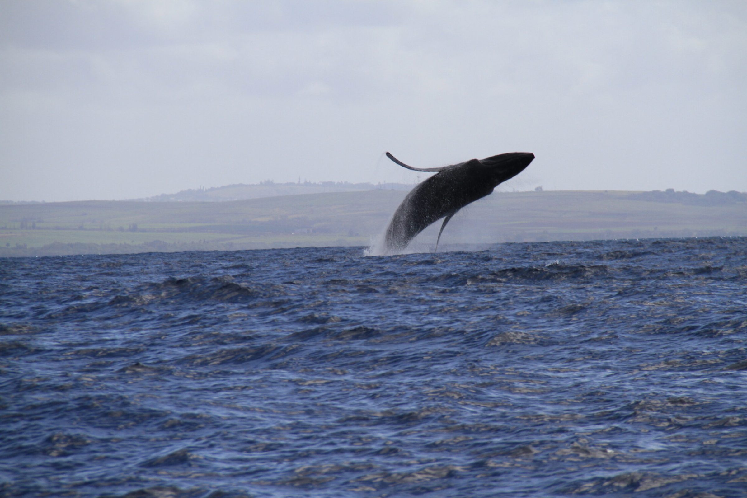 a whale jumping out of a body of water