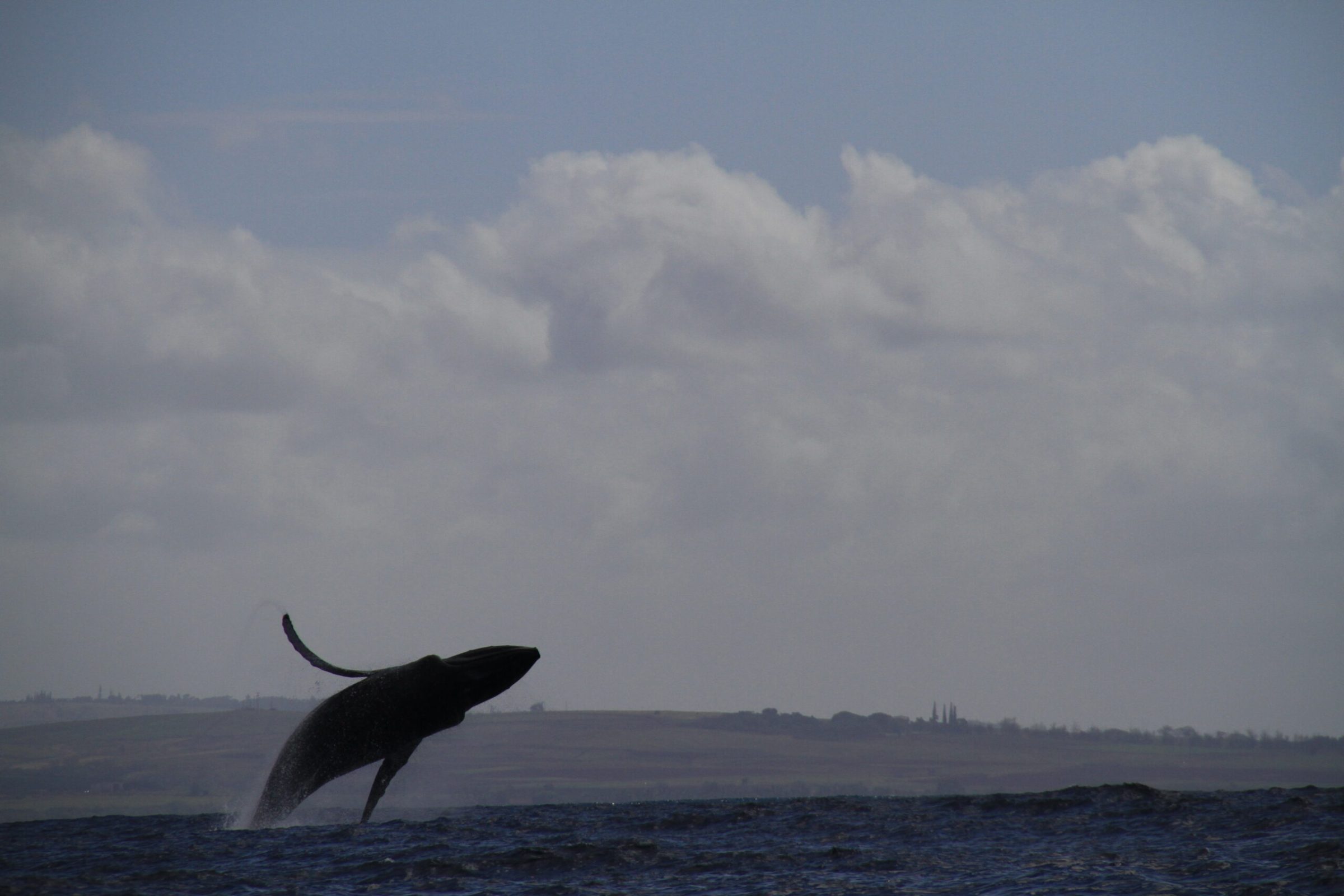 a bird flying over a body of water