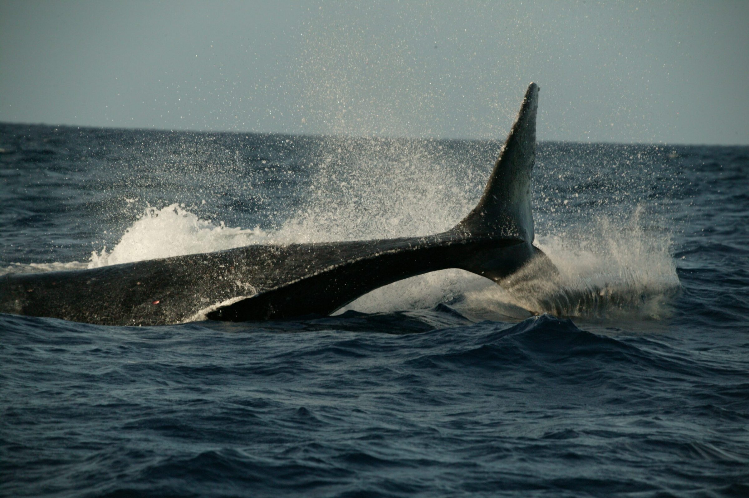 a man flying through the air while riding a wave in the ocean