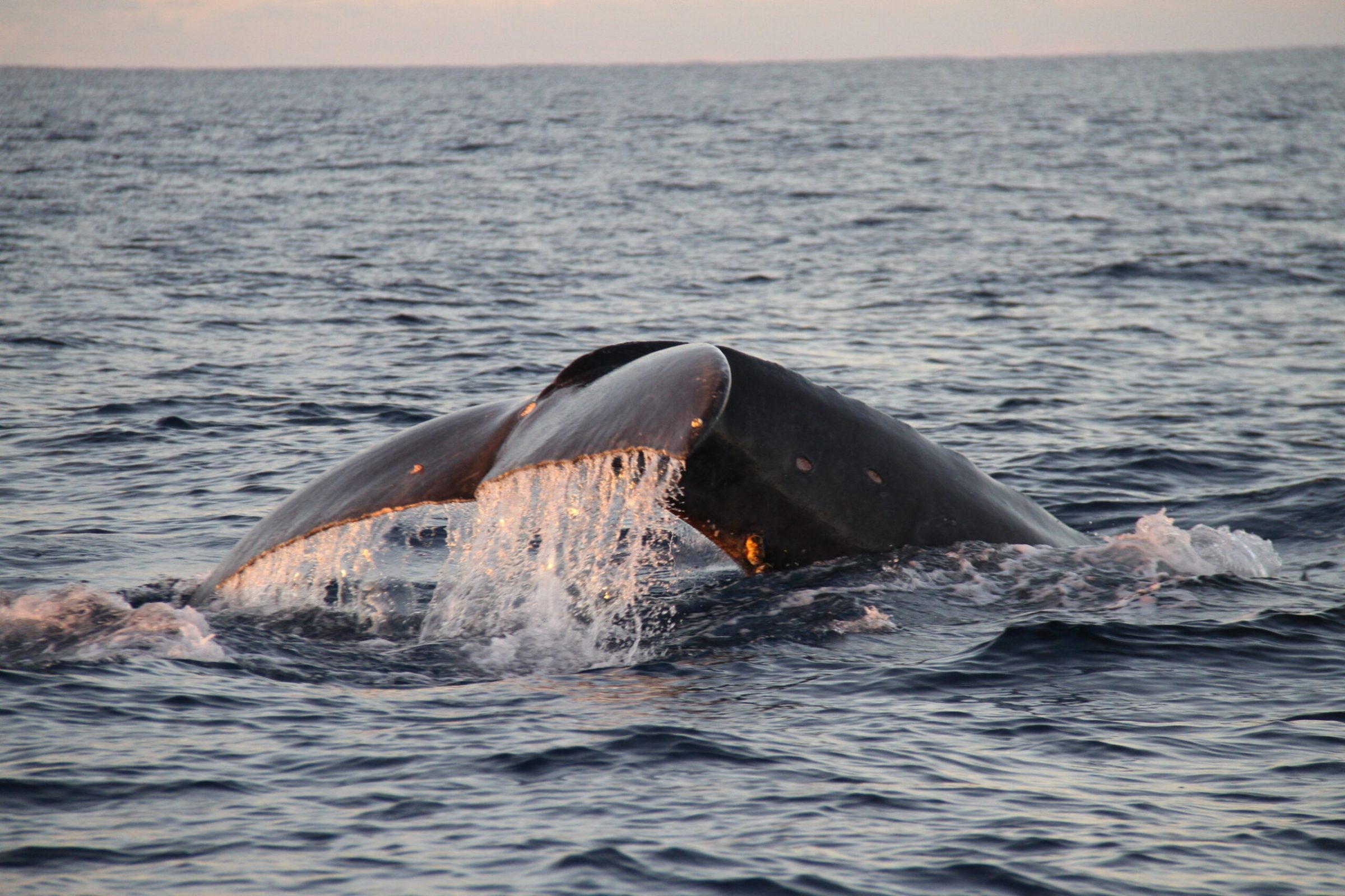 a whale swimming in a body of water