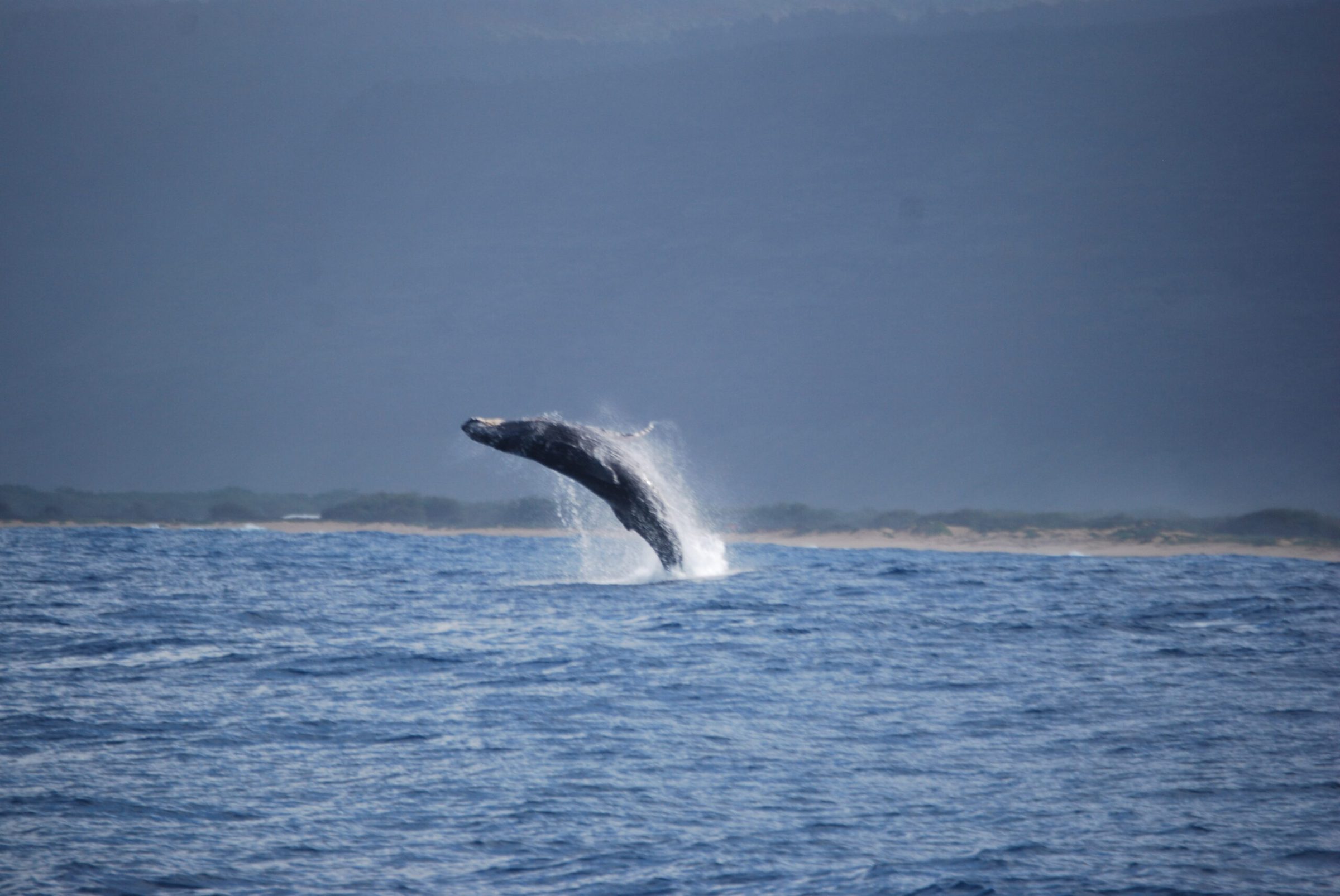 a whale jumping out of a body of water