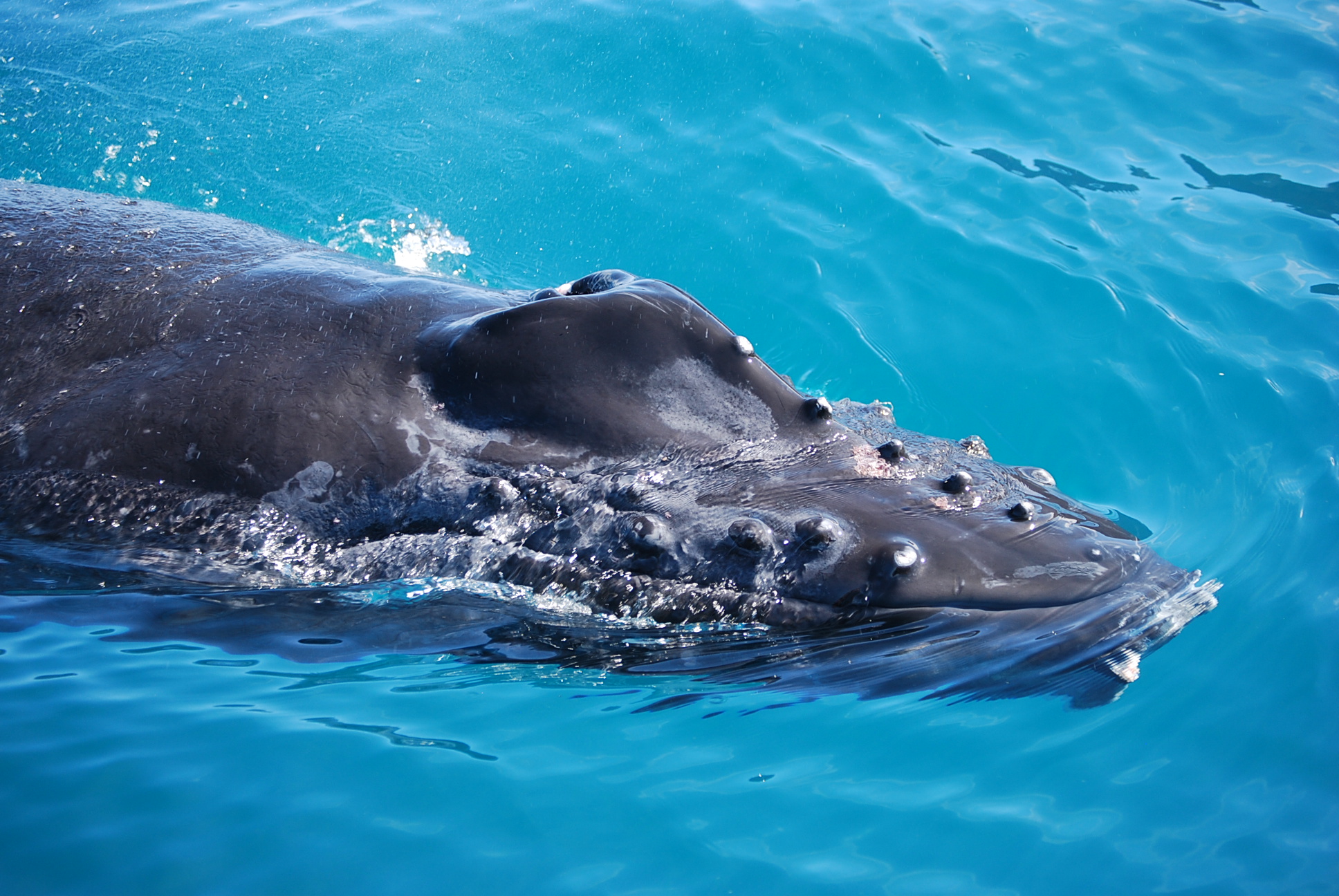 an animal swimming in the water