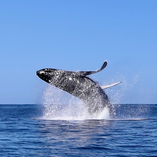 a whale jumping out of the water